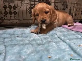 Cockapoo dogs Cockapoo puppy red male - Advert 5