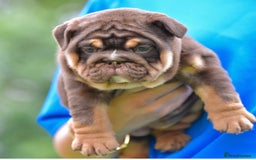 English Bulldog dogs for sale: ***EPIC BULLYZ PUPPIES*** - Image 3