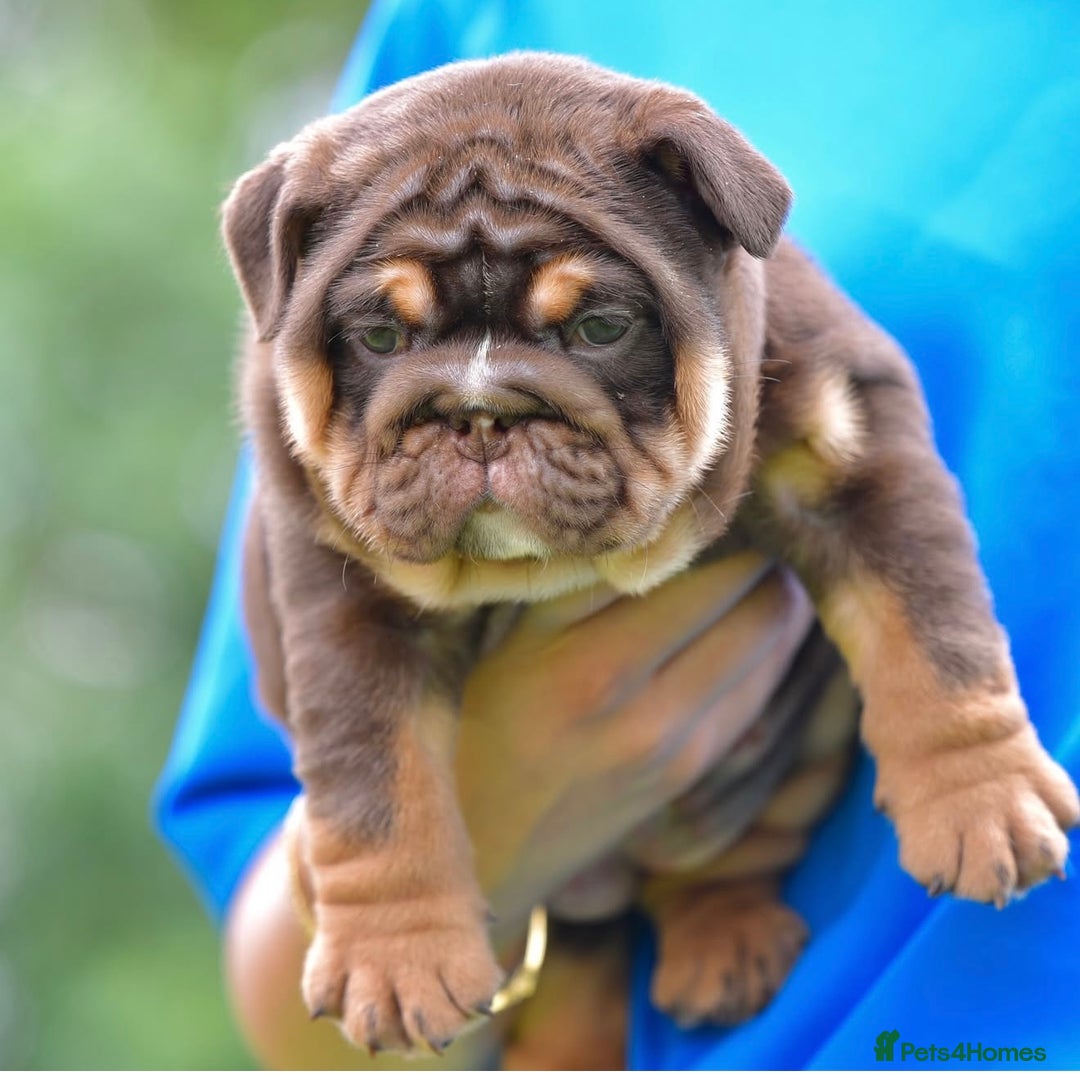 English Bulldog dogs for sale: ***EPIC BULLYZ PUPPIES*** - Image 3