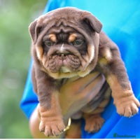 English Bulldog dogs - Advert 1