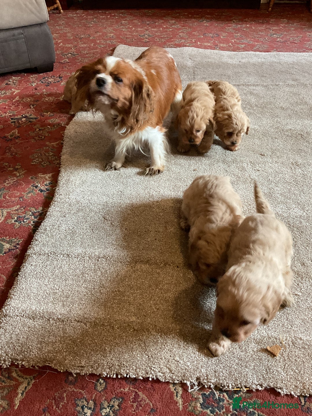 Cavapoo dogs for sale: 5 Loving Cavapoo F1 puppies  in Umberleigh - Image 5