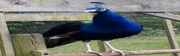 Peafowl poultry for sale: Peacock - Indian Blue in Worcester - Advert 3