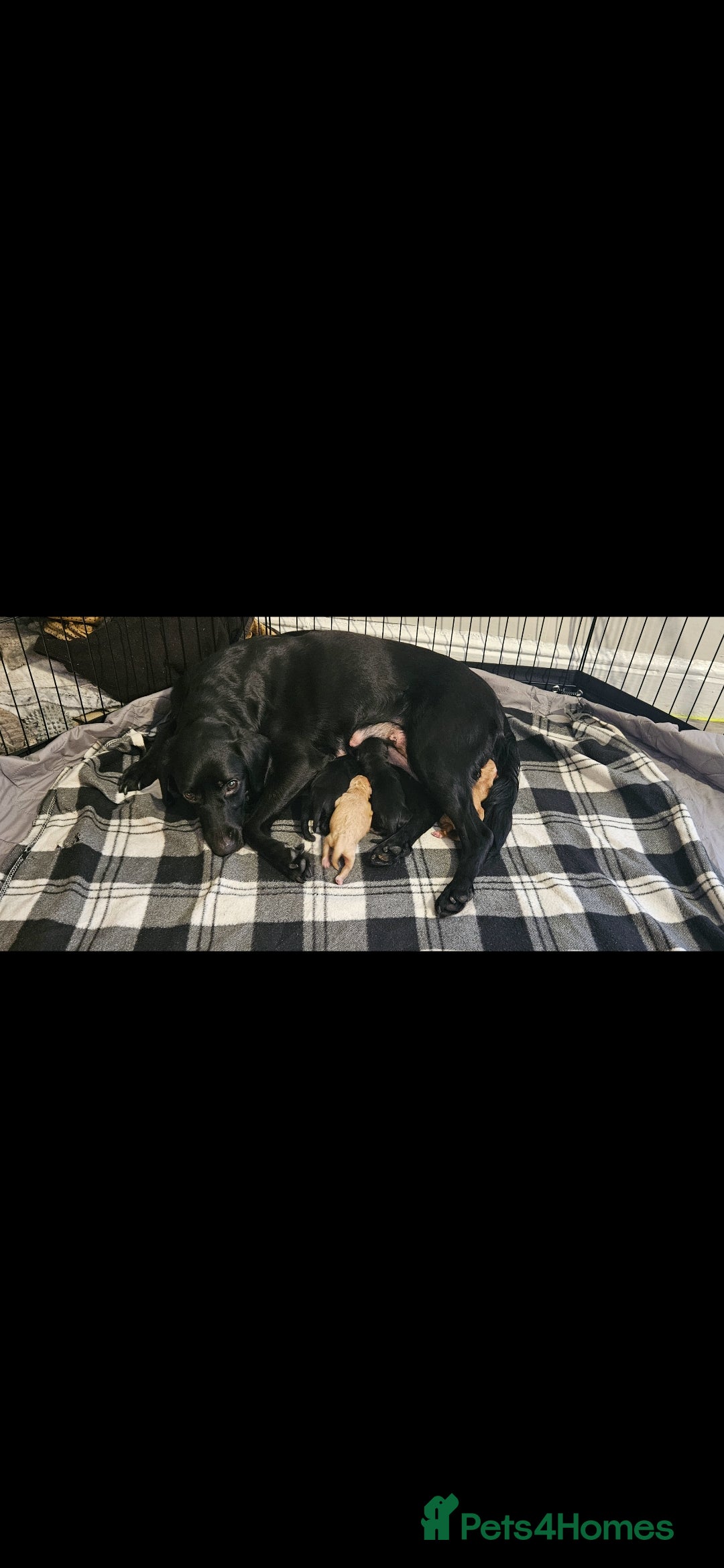 Mixed Breed dogs for sale: Cockapoo crossed lab - Image 8