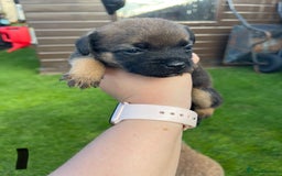 Border Terrier dogs for sale: Border Terrier Puppies  - Image 7