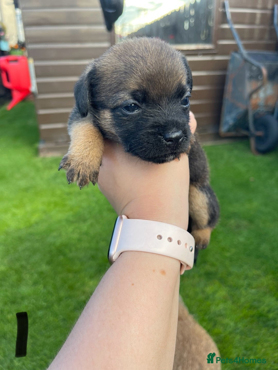 Border Terrier dogs for sale: Border Terrier Puppies  - Image 7