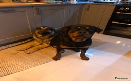 Mixed Breed dogs for sale: Rottweiler x German shepherd pupps - Image 1