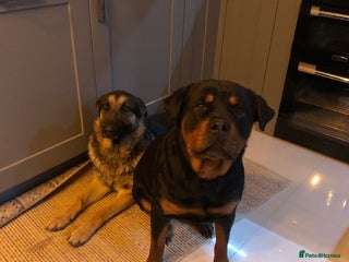 Mixed Breed dogs - Advert 1