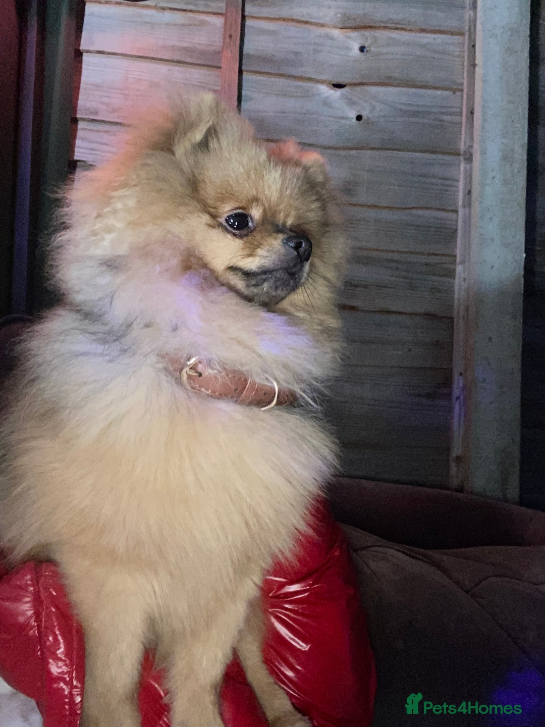 Pomeranian dogs for sale: 6 month old Pomeranian boy - Advert 3