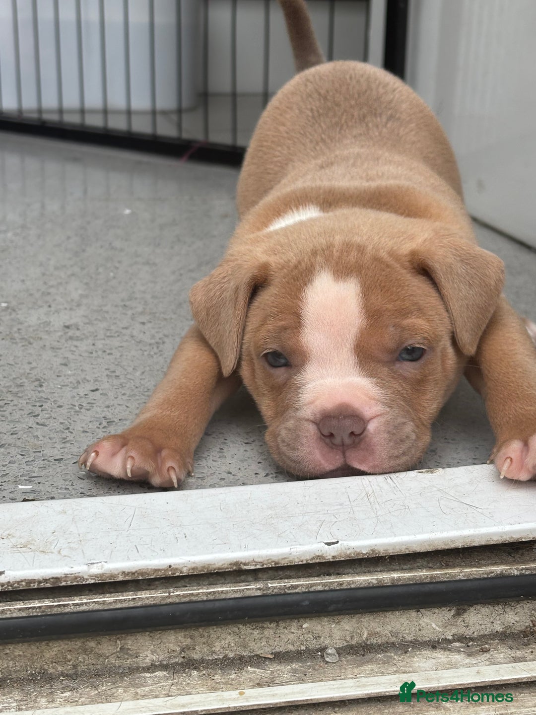Staffordshire Bull Terrier dogs for sale: Ready now !! - Image 5