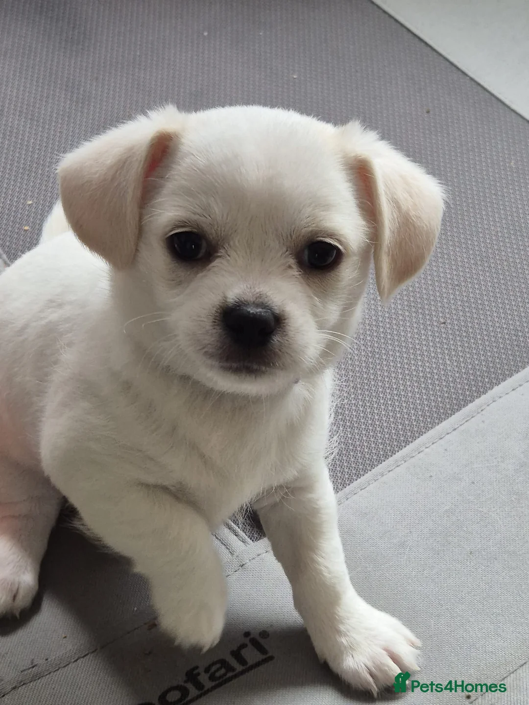 Mixed Breed dogs for sale: Shichu in Oldham - Advert 2