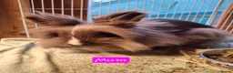 Lionhead rabbits for sale: Purebred Lionheads for sale - Advert 10