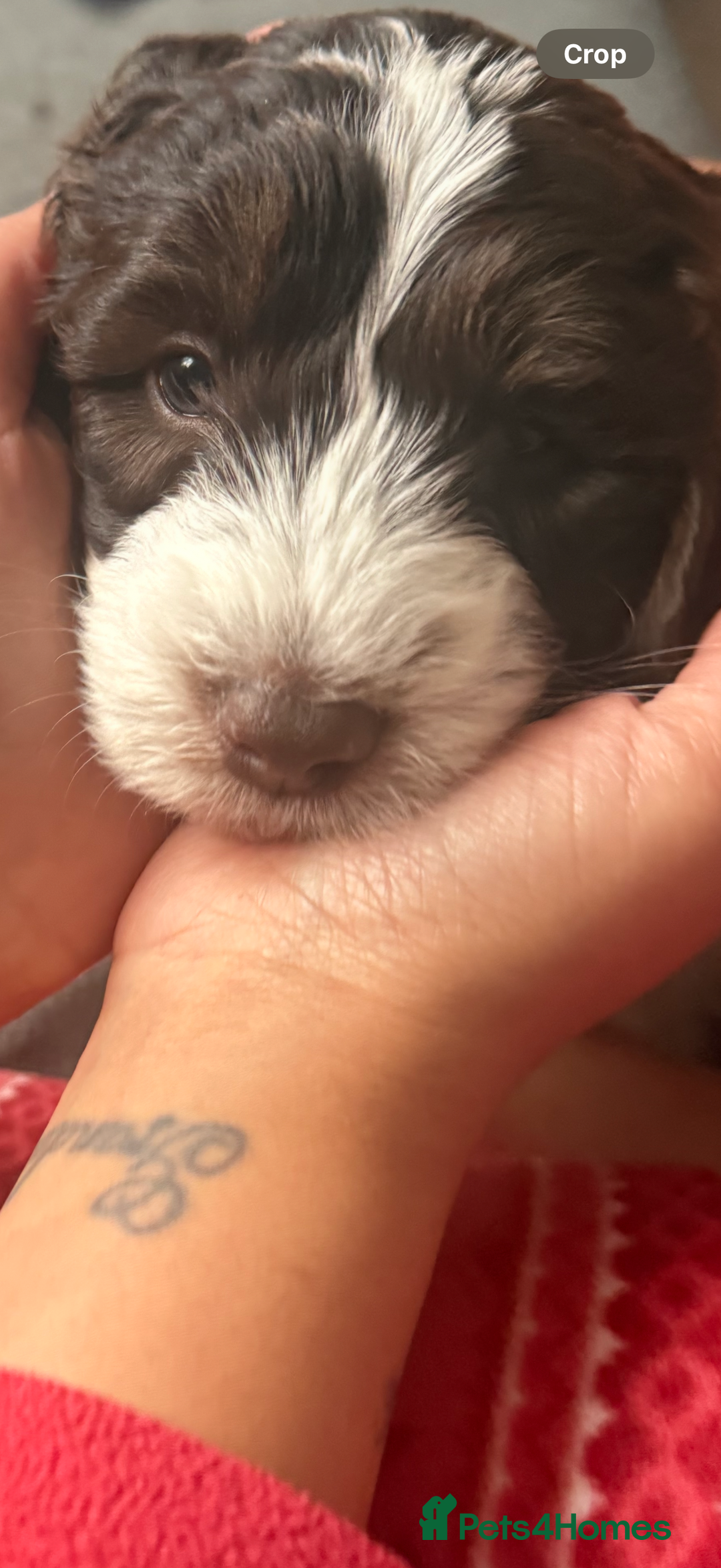 Mixed Breed dogs for sale: Cockapoo puppies  - Advert 10