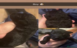 Jackapoo dogs for sale: Beautiful Jackapoos this is Bonnie’s 2nd litter  - Image 6