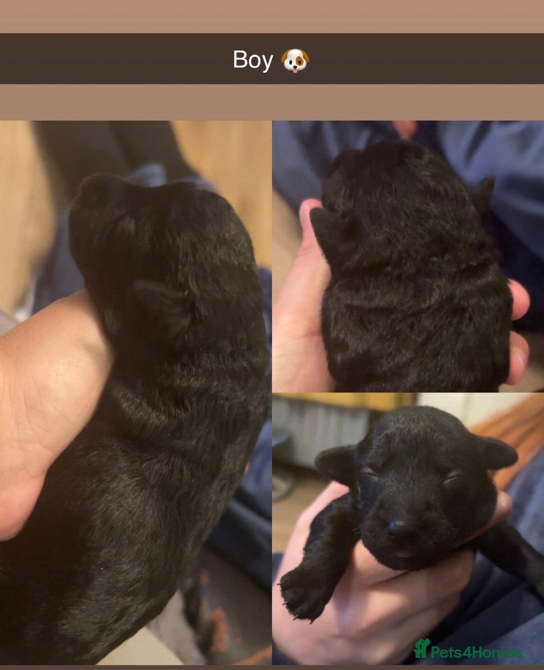 Jackapoo dogs for sale: Beautiful Jackapoos this is Bonnie’s 2nd litter  - Image 6