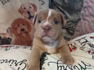 Olde English Bulldogge dogs 5 stunning olde english bulldogges for sale😍 - Advert 3