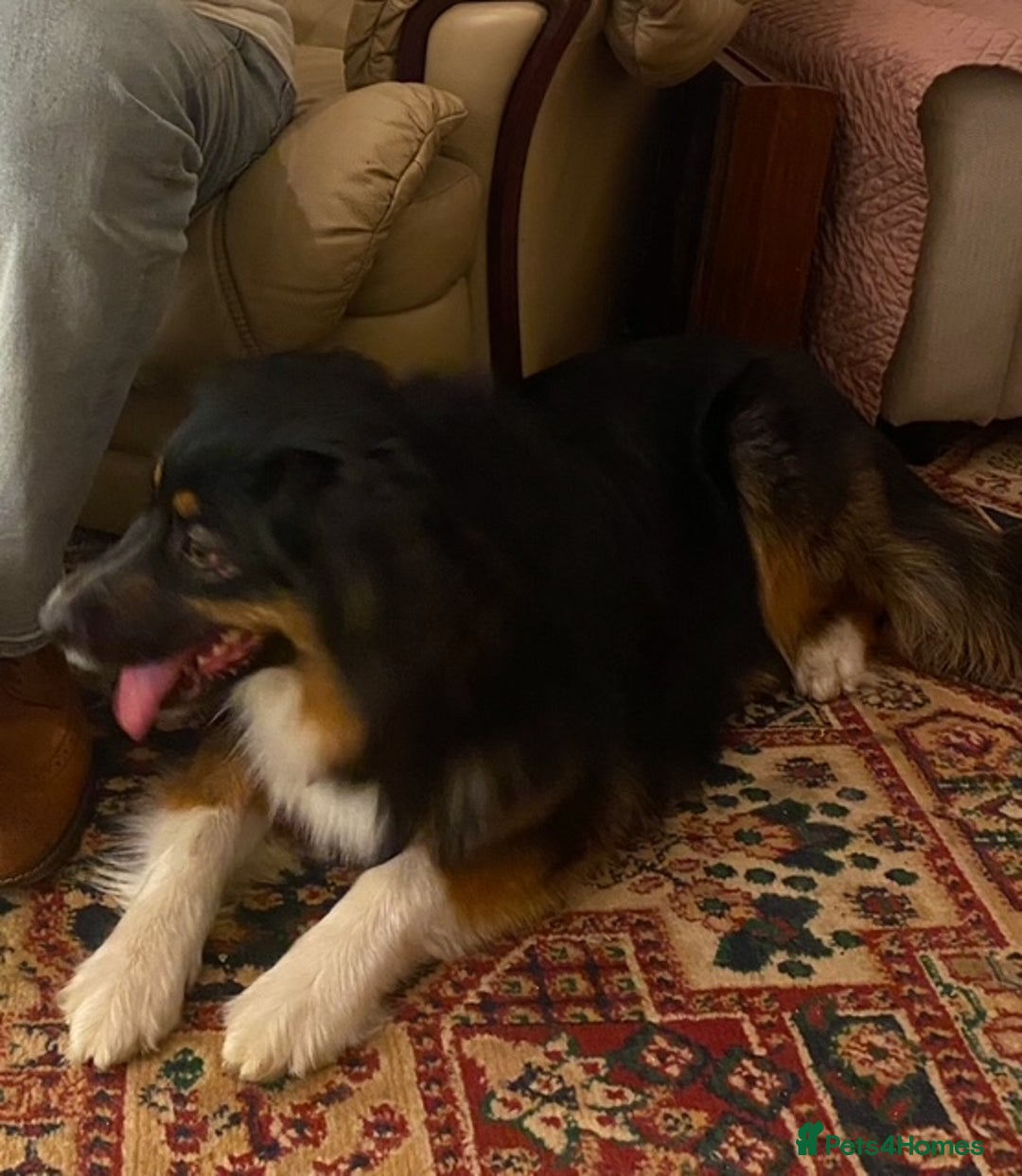 Australian Shepherd dogs for sale: Young Australian Shepherd female dog for sale - Image 12