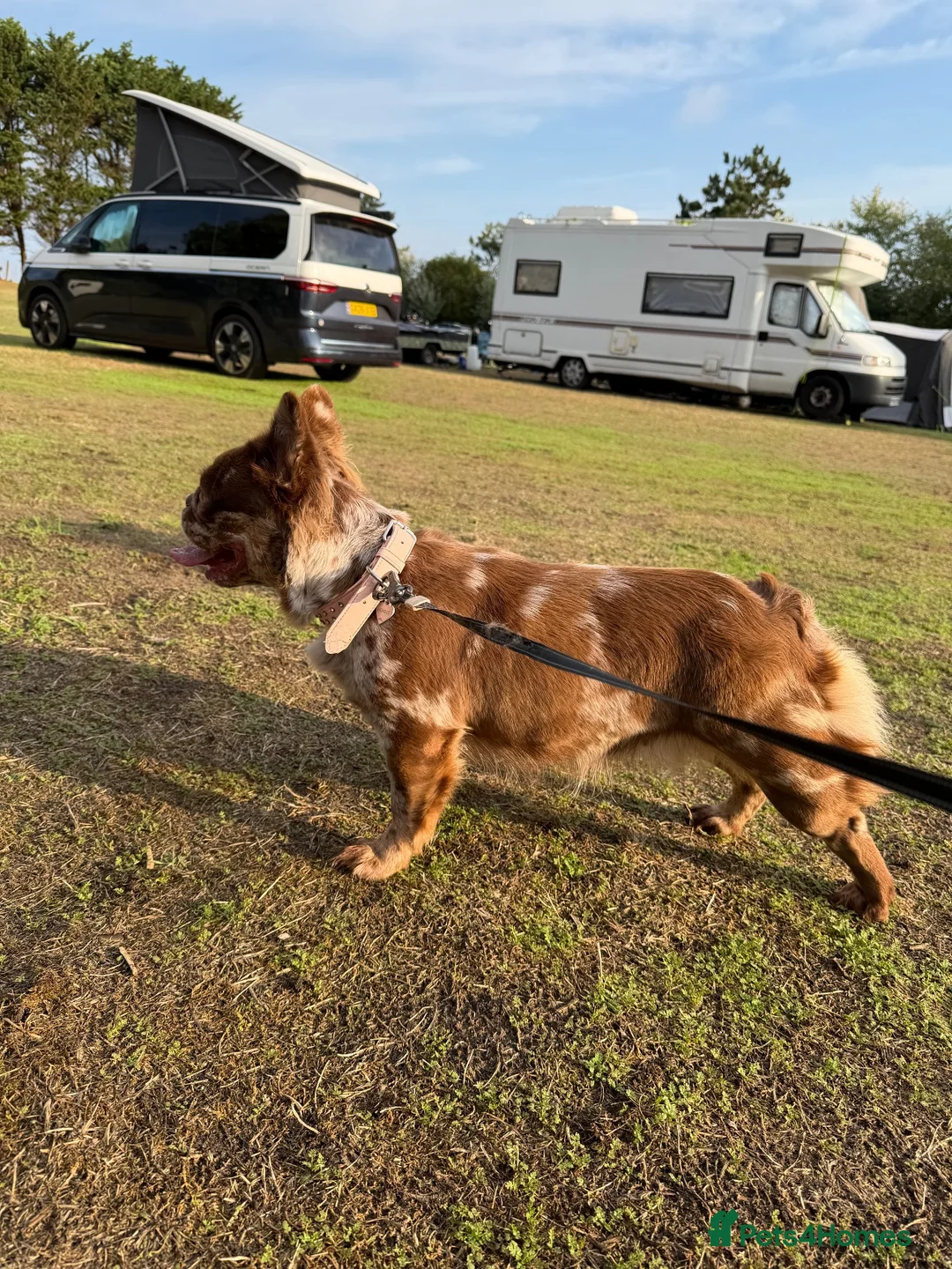 French Bulldog dogs for sale: Rehoming our beautiful girl  - Advert 4