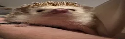 Pygmy Hedgehog rodents for sale: Caramilk - African Pygmy Hedgehog for sale in Chelmsford - Advert 3