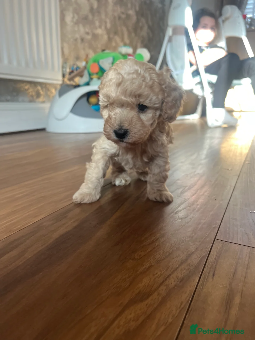 Cockapoo dogs for sale: F1B cockapoo puppies  - Advert 4