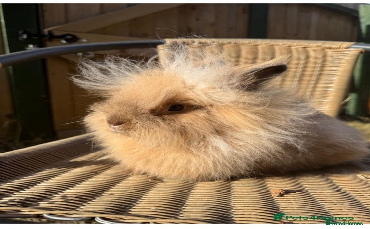 Lionhead rabbits - Advert 1