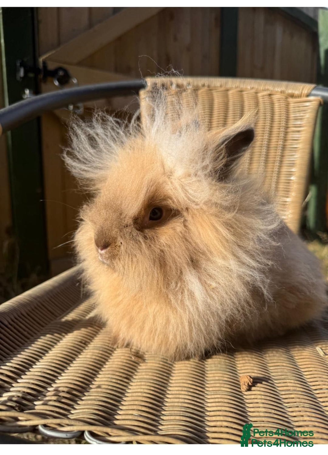 Lionhead rabbits for sale: Rabbit and hutch for sale  - Image 1