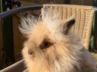 Lionhead rabbits - Advert 20