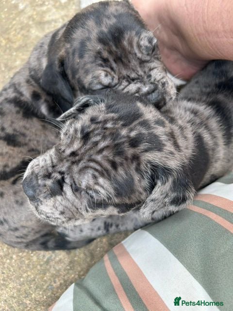 Cane Corso dogs HANDSOME CANE CORSO PUPPIES - Advert 2