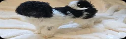 Standard Poodle dogs for sale: Stunning kc registered standard poodle puppies  - Advert 12