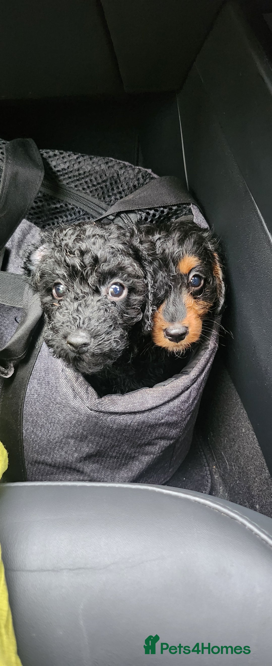 Cavapoo dogs for sale: Last pup remaining - Image 1