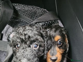 Cavapoo dogs - Advert 10