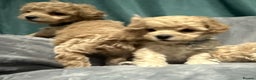 Maltipoo dogs for sale: Gorgeous F1 Toy Maltipoo Puppies  - Advert 20