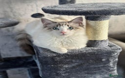Ragdoll cats for sale: Stunning rare ragdoll cross kittens - Image 3