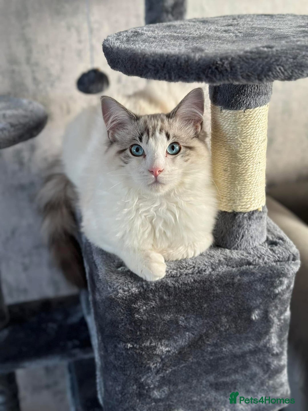 Ragdoll cats for sale: Stunning rare ragdoll cross kittens - Image 3