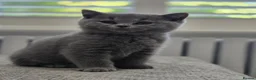 British Shorthair cats for sale: Gorgeous British Shorthair kittens Cute & Adorable - Advert 6