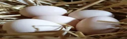 Chickens poultry for sale: 6x Silkies USA Hatching Eggs Collection OrDelivery - Advert 17