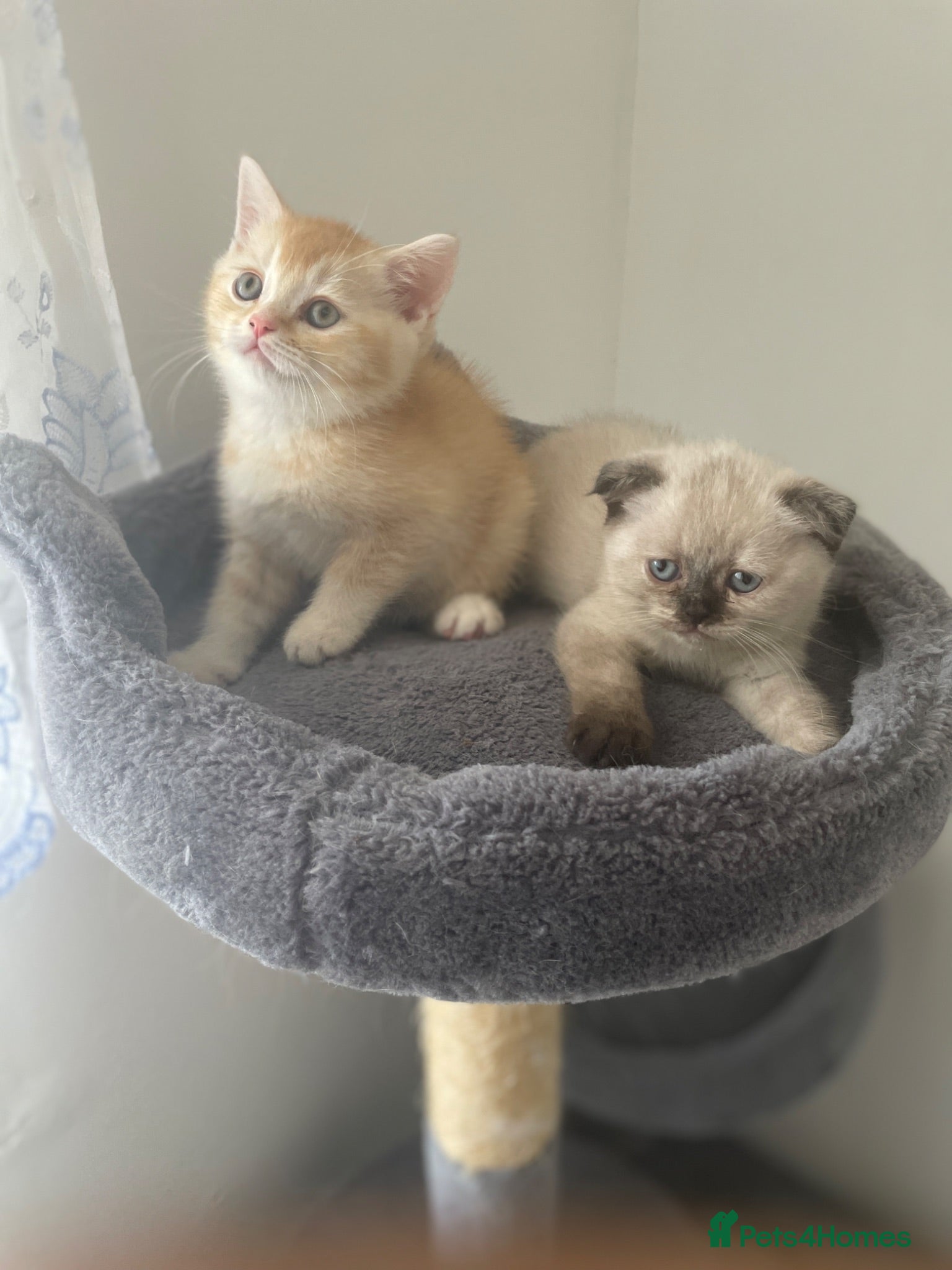 Scottish Fold cats     Meet Our 4 Sweet Scottish Fold Kittens - Advert 18