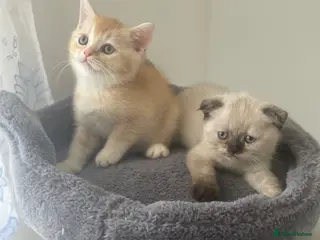 Scottish Fold cats Meet Our 4 Sweet Scottish Fold Kittens - Advert 17