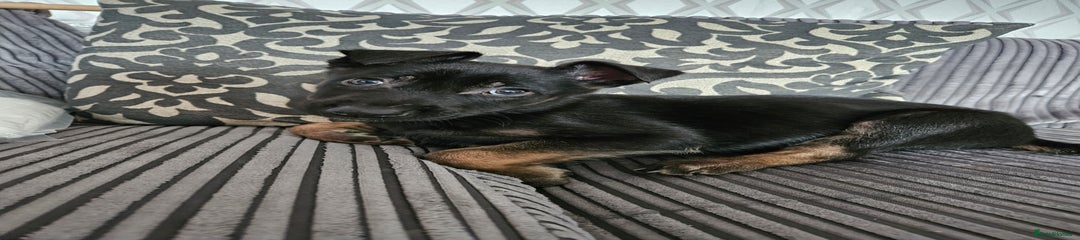 Belgian Shepherd Dog Puppy 4