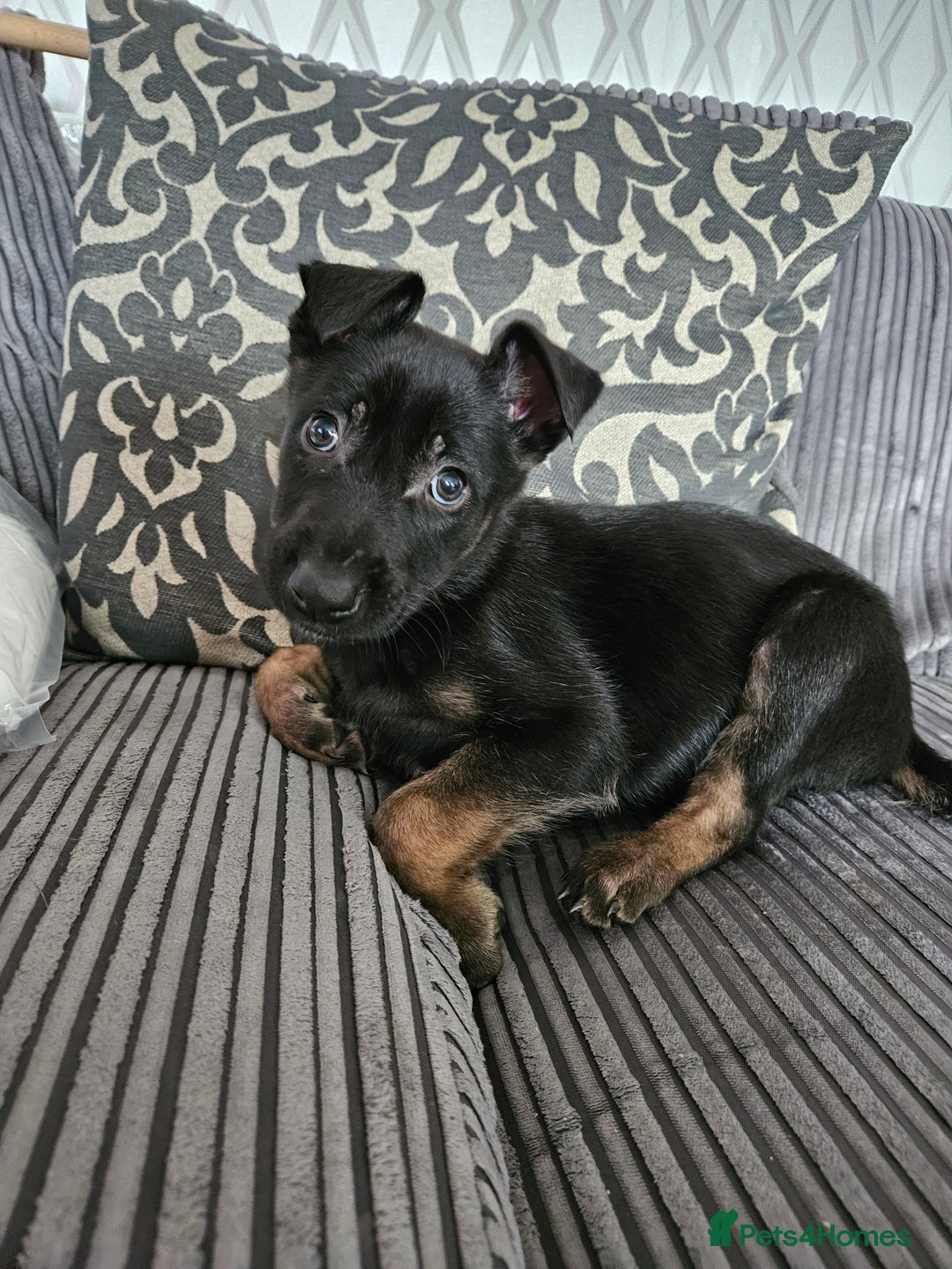 Belgian Shepherd Dog dogs for sale:  Belgian malinois  - Image 7