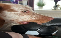 Sprocker dogs for sale: Hollie - Image 2