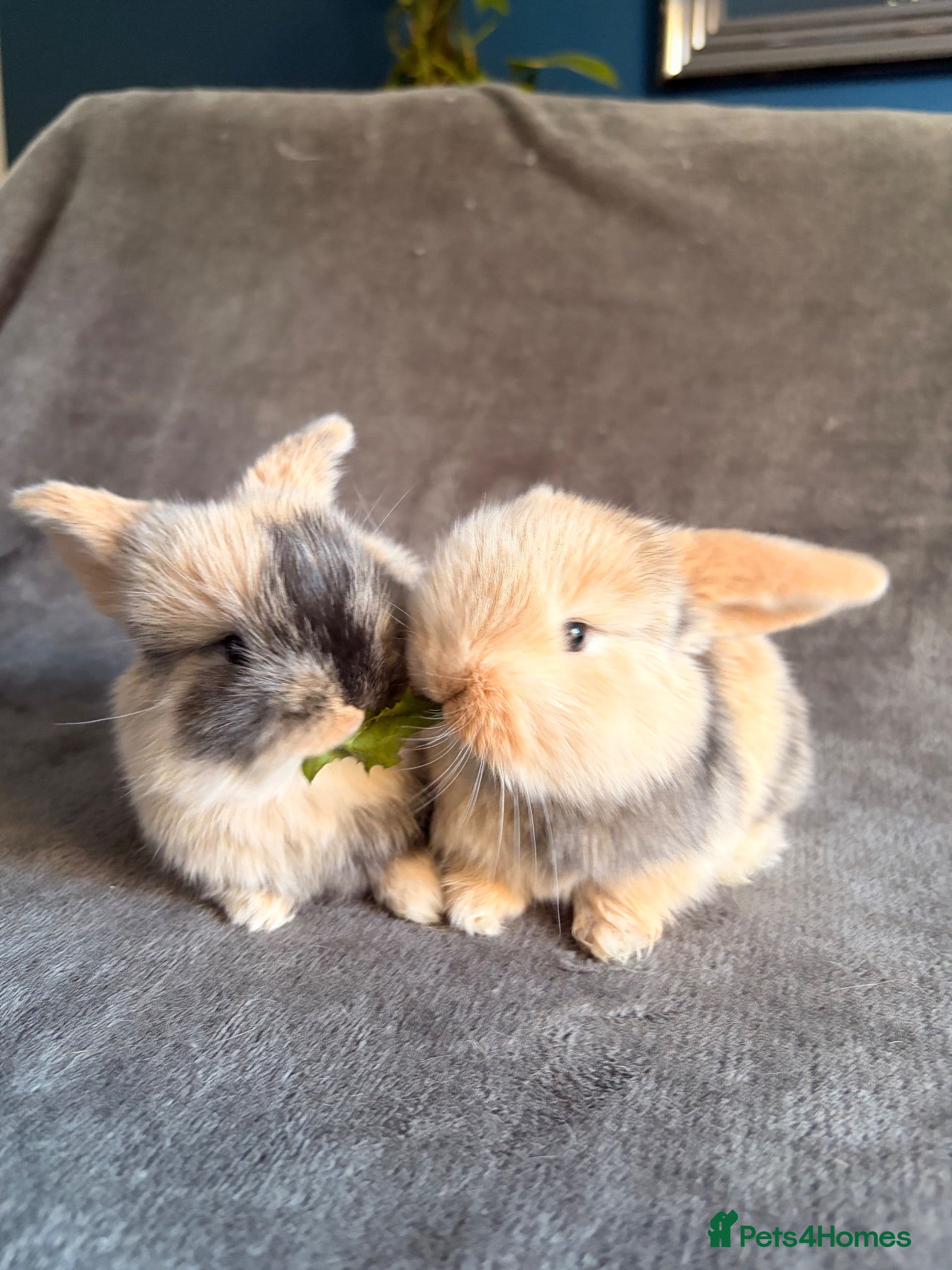 Mini Lop rabbits Male mini lop bunnies - Advert 12