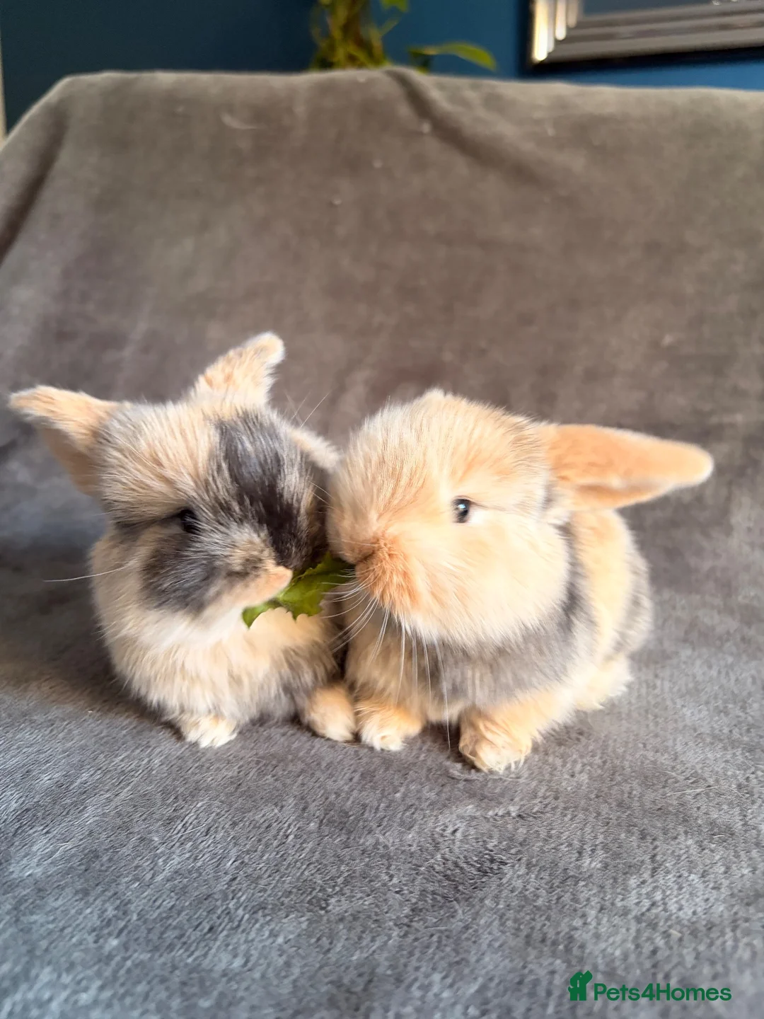 Mini Lop rabbits for sale: Male mini lop bunnies - Advert 1