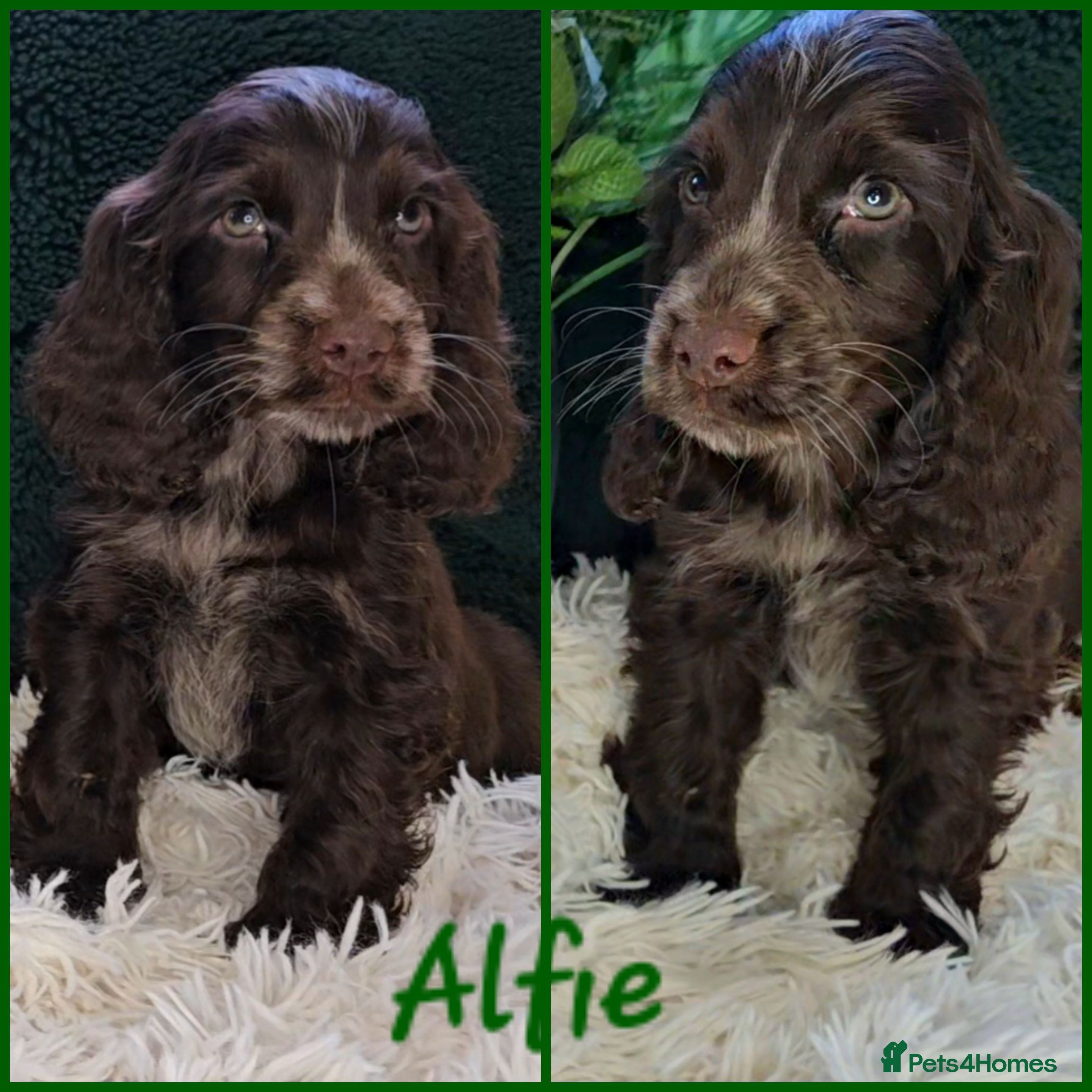 Cocker Spaniel dogs Exceptional Pedigree Show Type English Cockers  - Advert 5