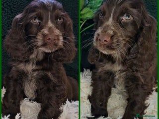 Cocker Spaniel dogs Exceptional Pedigree Show Type English Cockers - Advert 16