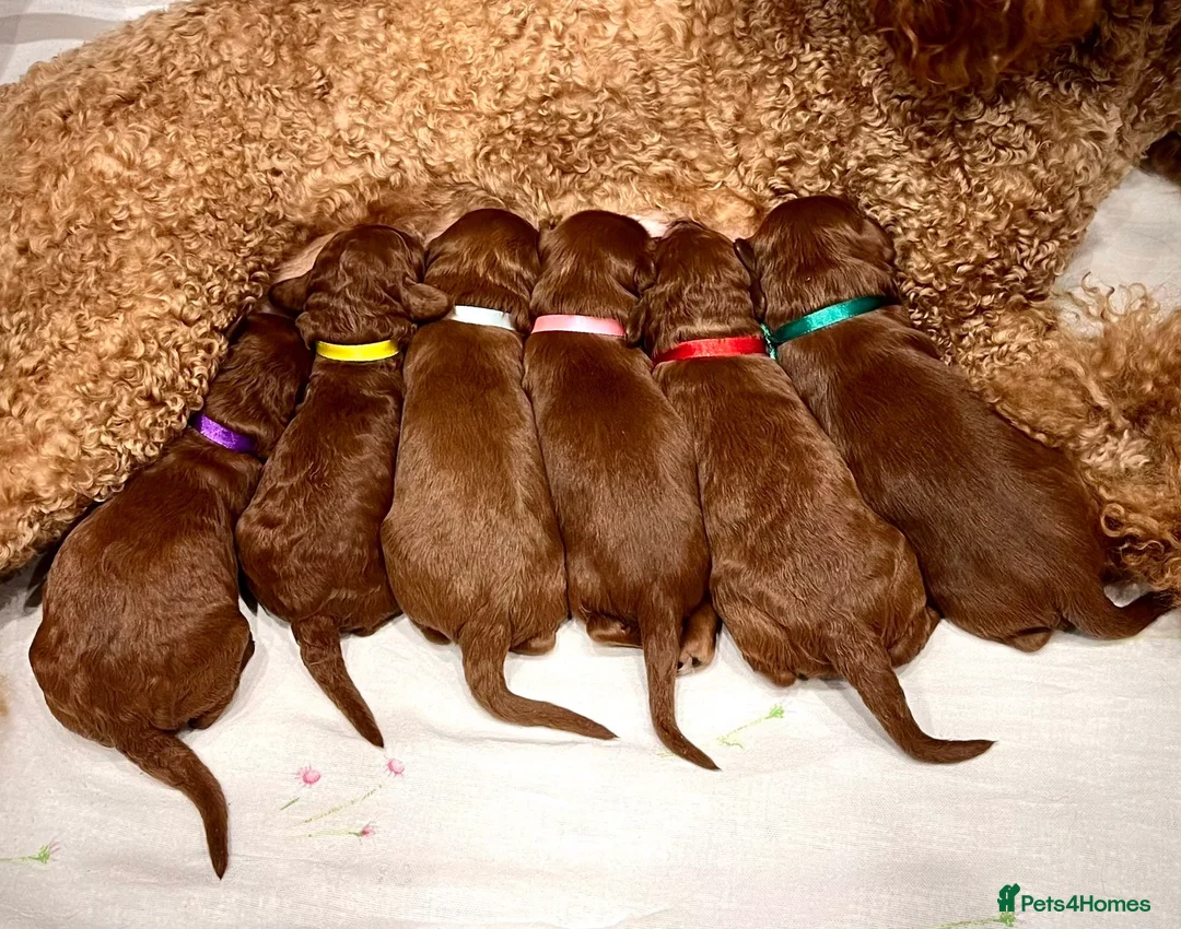 Cockapoo dogs for sale: *Just 2 Puppies Remaining* Stunning Red Cockapoos - Advert 5