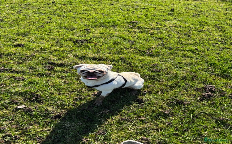 Pug dogs - Advert 18