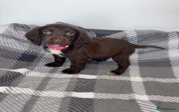 Cocker Spaniel dogs for sale: Adorable Cocker Spaniel  - Image 9