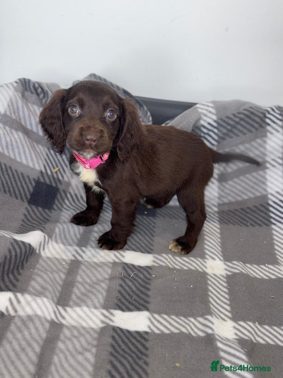 Cocker Spaniel dogs for sale: Adorable Cocker Spaniel  - Image 9