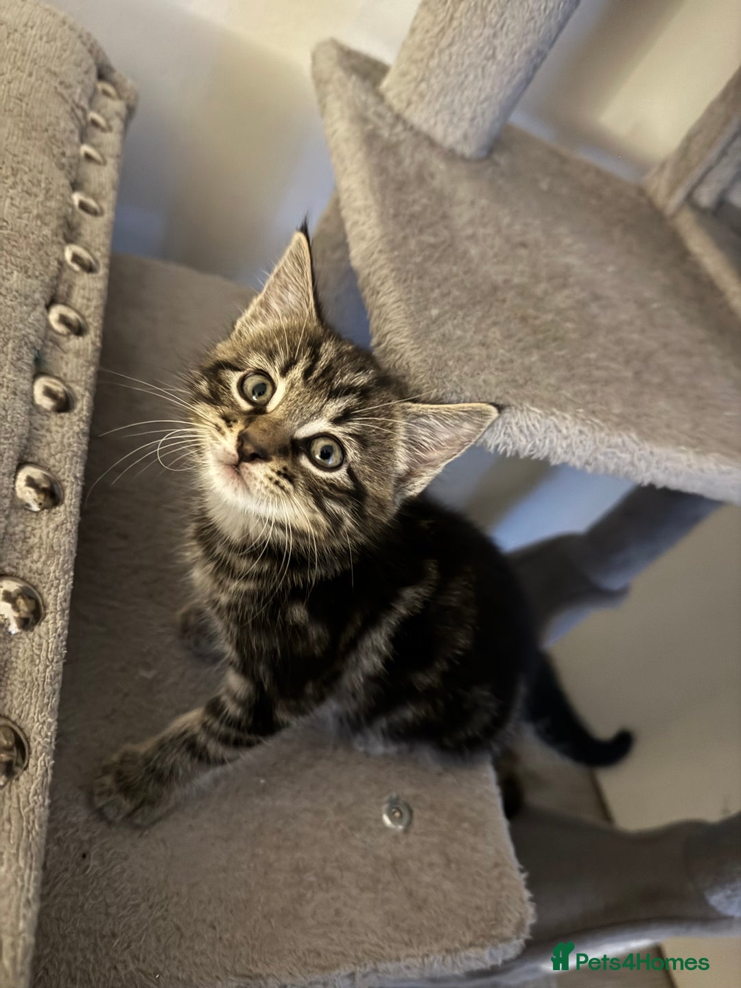 Domestic Shorthair cats for sale: Male tabby kitten - Advert 3