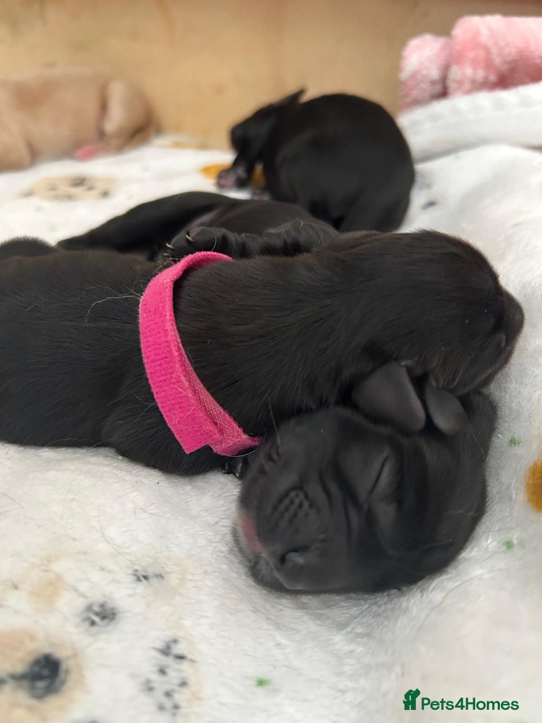 Cockerdor dogs for sale: Cockador Puppies for sale - Image 26